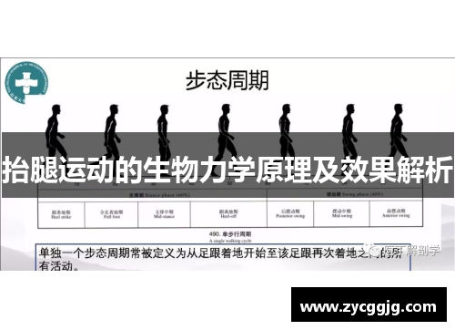 抬腿运动的生物力学原理及效果解析
