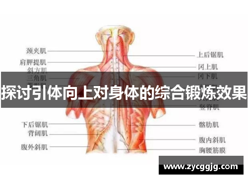 探讨引体向上对身体的综合锻炼效果