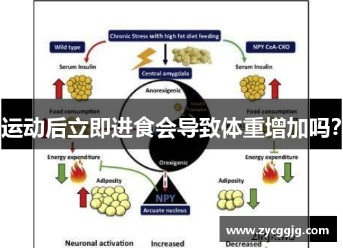 运动后立即进食会导致体重增加吗？